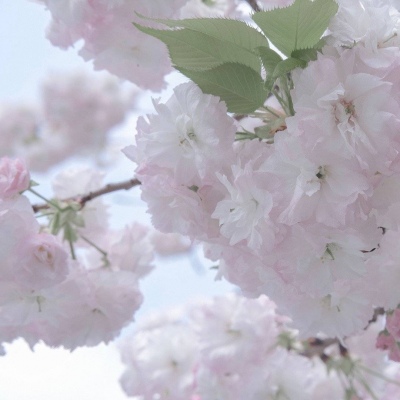 兽设Q版设计教程福瑞群